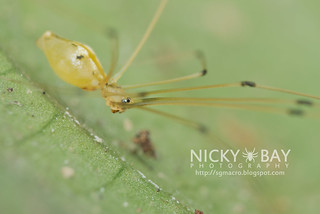 Daddy Long Legs Spider (Pribumia atrigularis) - DSC_2968