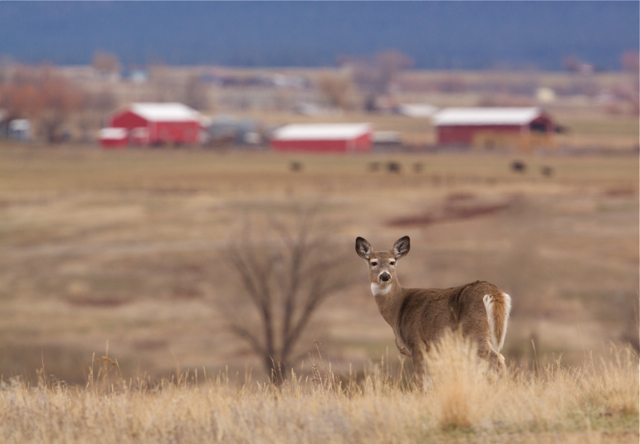 Whitetail Deer - Doe in Agricultural Habitat