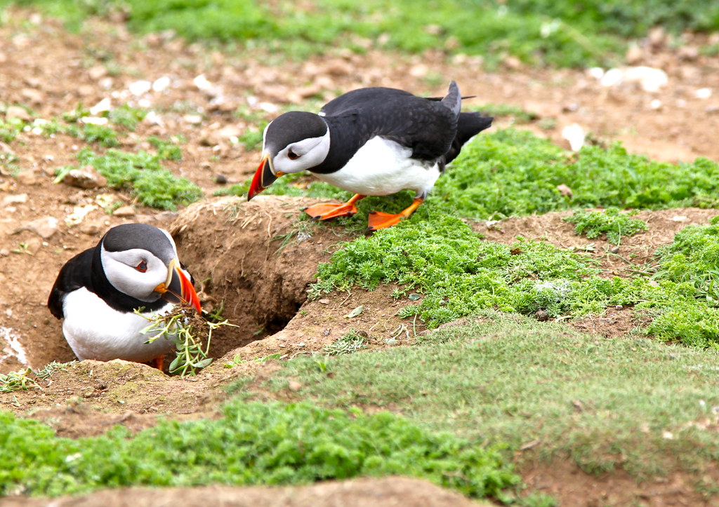 Hurry up I've got eggs to lay!!! | Puffins nest building on … | Flickr