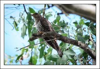 Oriental Cuckoo (hepatic) | by Ross_M