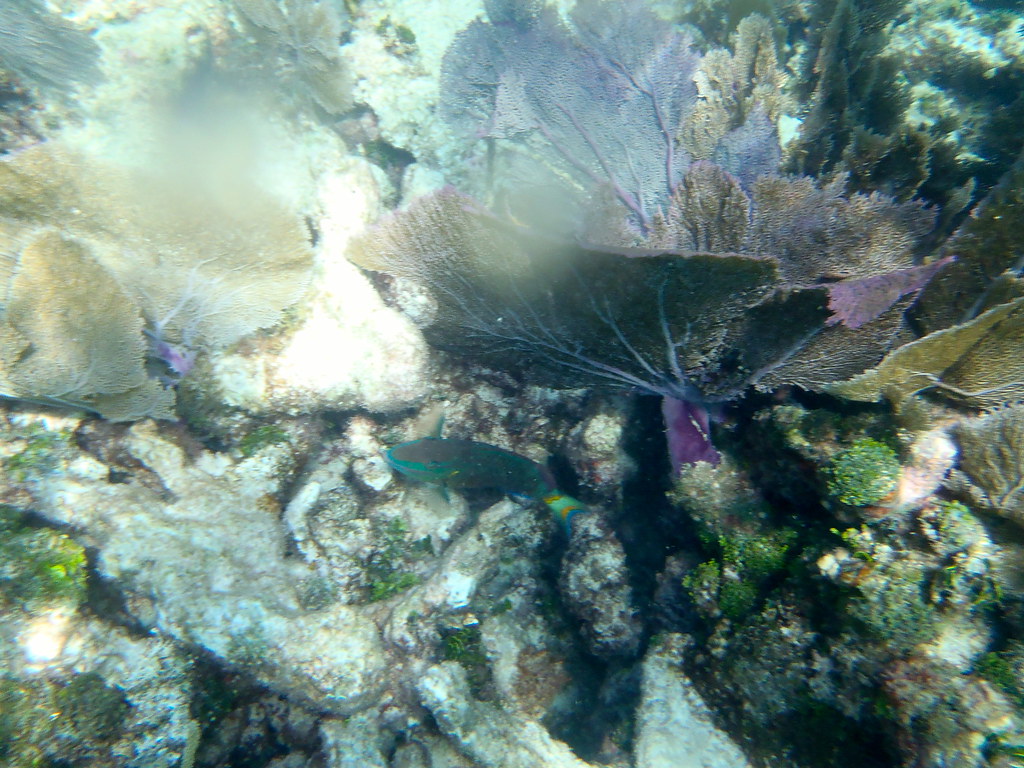 John Pennekamp Coral Reef | OLYMPUS DIGITAL CAMERA | Flickr