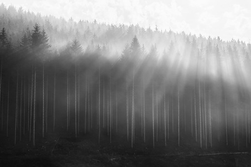 paysage noiretblanc ciel belgium blackwhite 7dmarkii belgique paysages blackandwhite landscape tenneville wallonie be bois forest bastogne contrejour fog brouillard r
