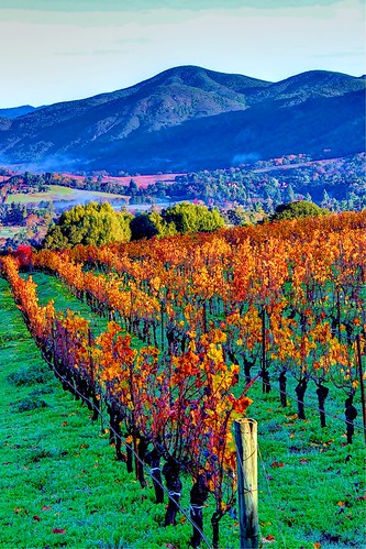 orange green fall colors yellow morninglight vineyard vines wine grapes napavalley napa winecountry