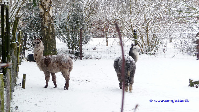 Winter in Holland, Snow Llama, Zutphen - 0952