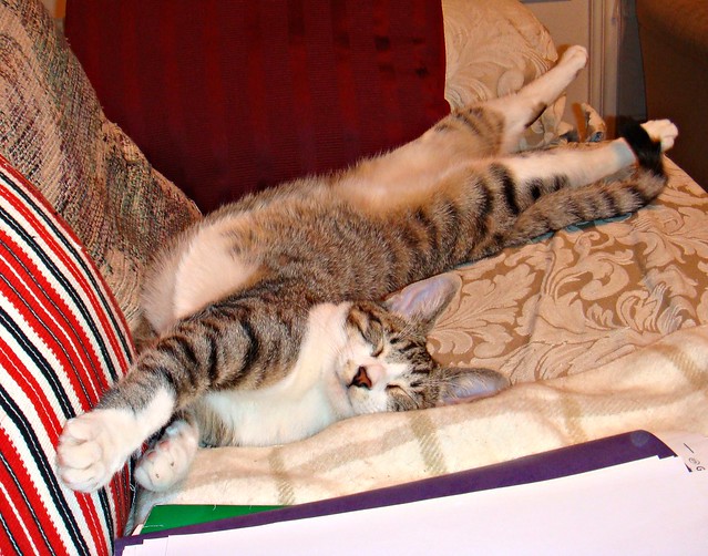 It's amazing how flexible cats are
