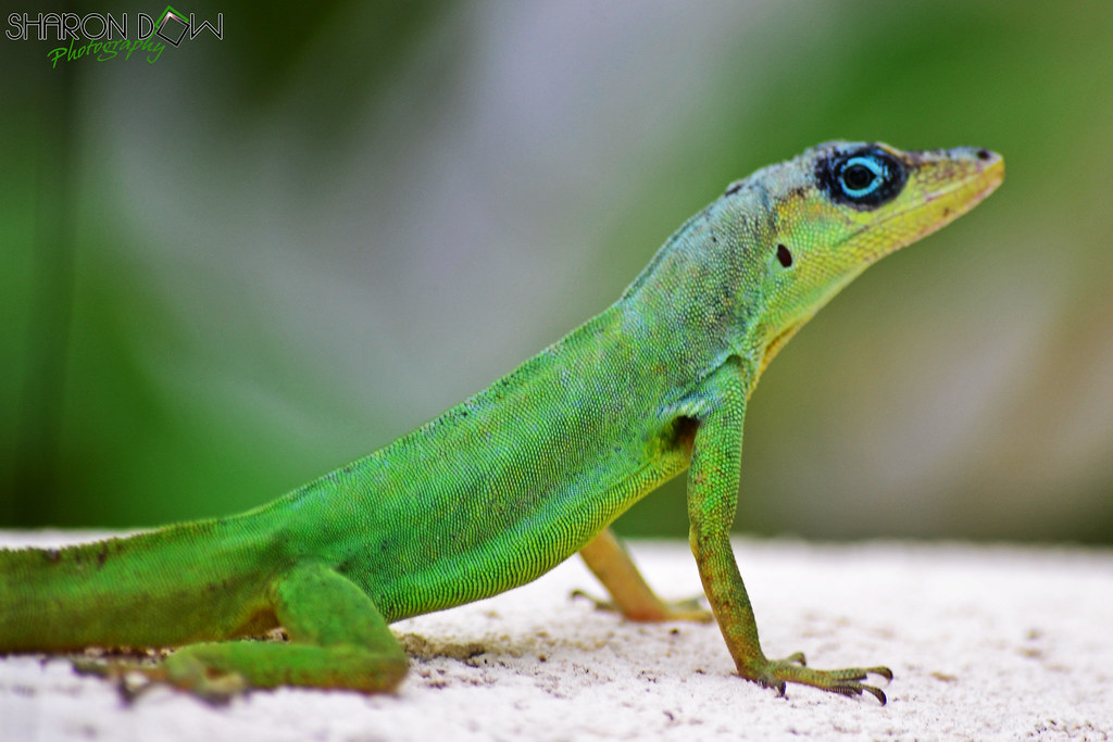 Image result for images for the bajan green lizard