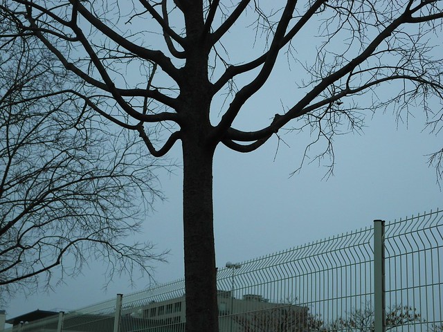 SAM_9249 Tree in Winter