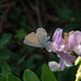 Flickr photo 'Western-Tailed Blue and Utah Sweet Pea' by: Tony Frates.