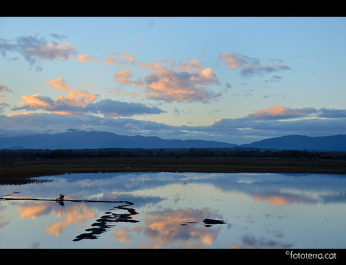 Batent les ales al Parc Natural dels Aiguamolls de l'Empordà [Alt Empordà] by Fototerra.cat, bird clouds reflections nikon catalonia catalunya aigua païsoscatalans núvols reflexes aiguamolls em