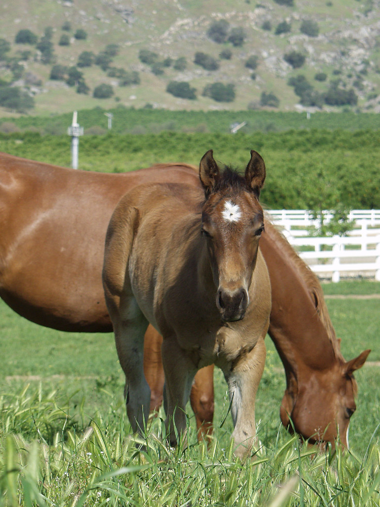 LUCKY CROMED OUT3 | Booth Ranches | Flickr