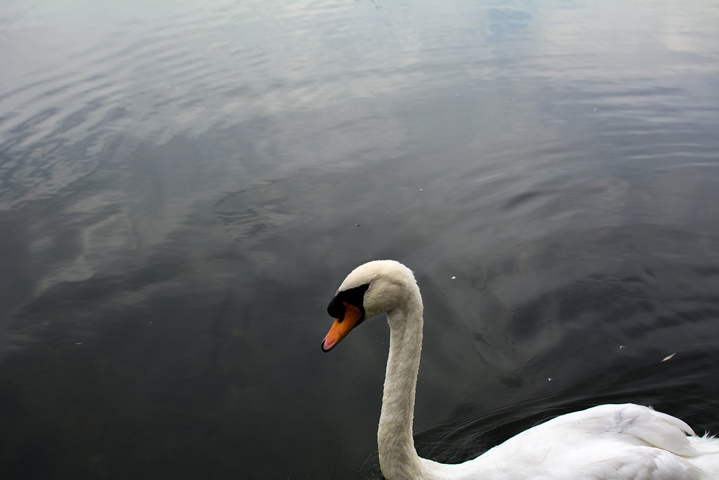 Schwan