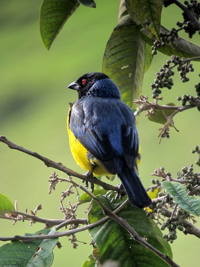 Buthraupis montana / Azulejo real / Hooded Mountain-Tanager