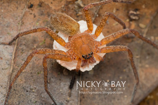 Huntsman Spider (Heteropoda sp.) - DSC_2370