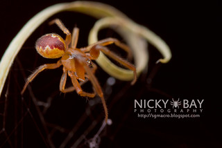 Comb-Footed Spider (Anelosimus sp.) - DSC_2667