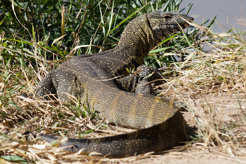 Monitor Lizard | by qǝs