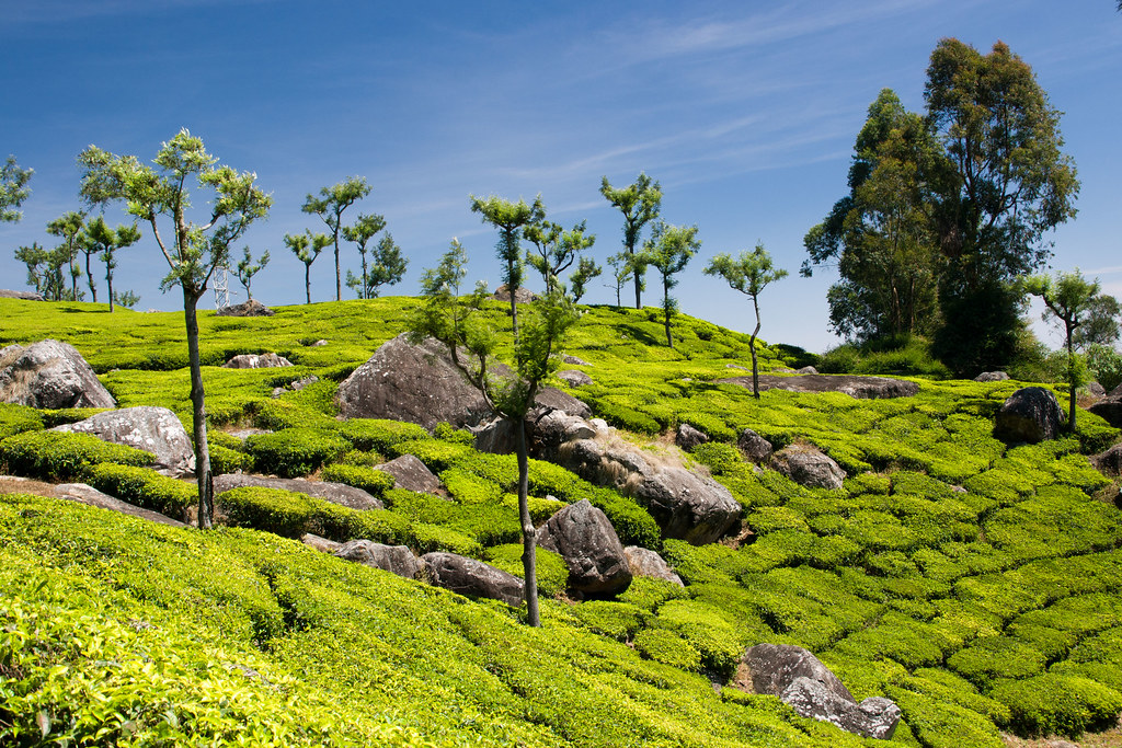 Tea Plantation in the Nilgiri Mountains