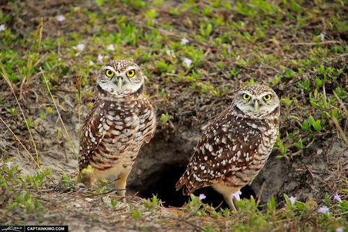 Pair-of-Burrowing-Owls-at-Marco-Island-Florida | by Captain Kimo