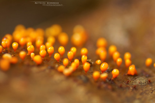 Alien on earth... | by Matthieu Berroneau