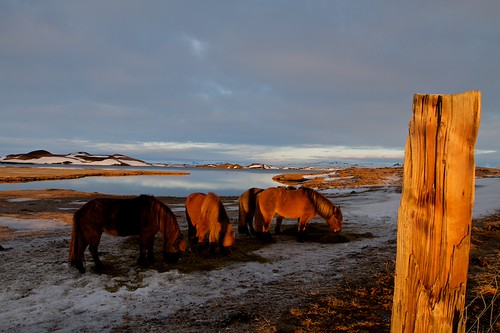 Horses. by Símon Hrafn, 