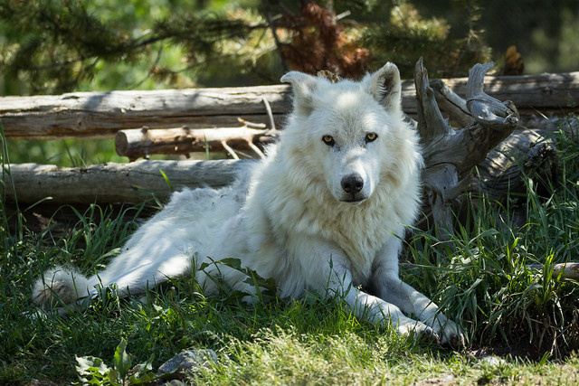 White Wolf resting in the shade