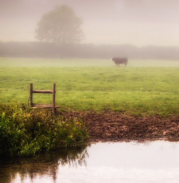 A misty morning by the Wallop Brook at Nether Wallop in Hampshire