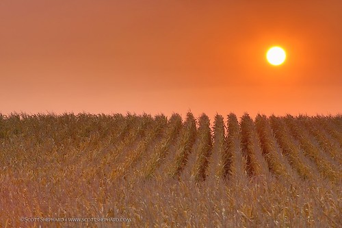 fall sunrise corn hdr
