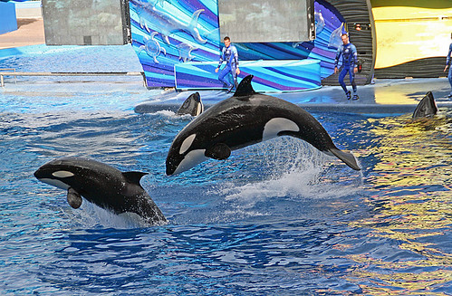 SeaWorld Orlando | Killer Whales SeaWorld Orlando, Orange, F… | Flickr
