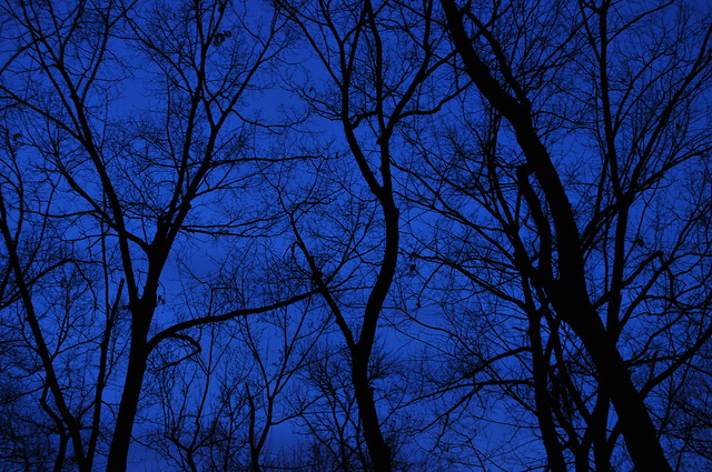 Silent Night Trees