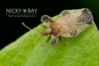 Lace Bug (Ammianus ravanus) - DSC_4975