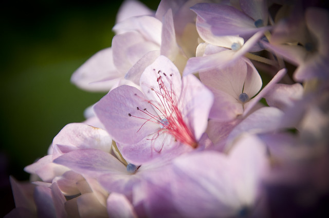 Hydrangea Flowers (349/365)