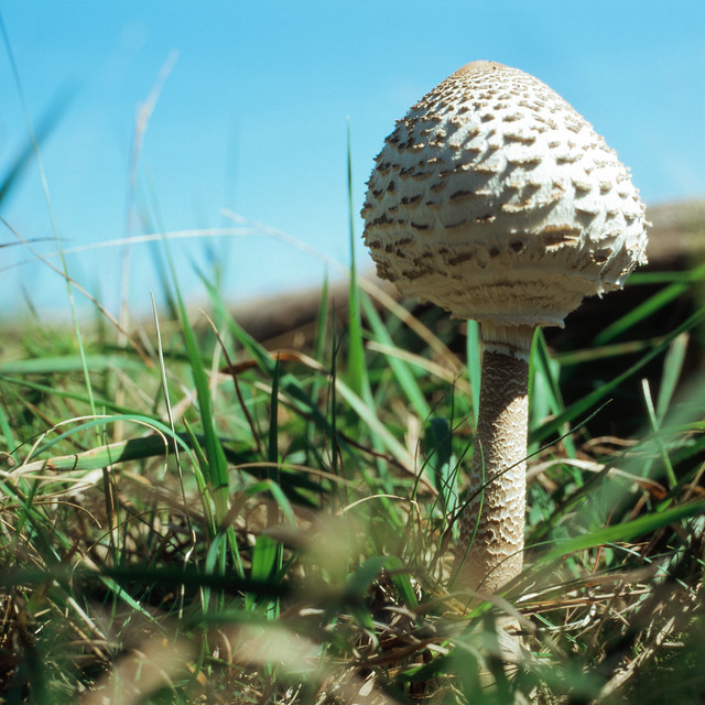 Parasol Mushroom (Macrolepiota Procera)
