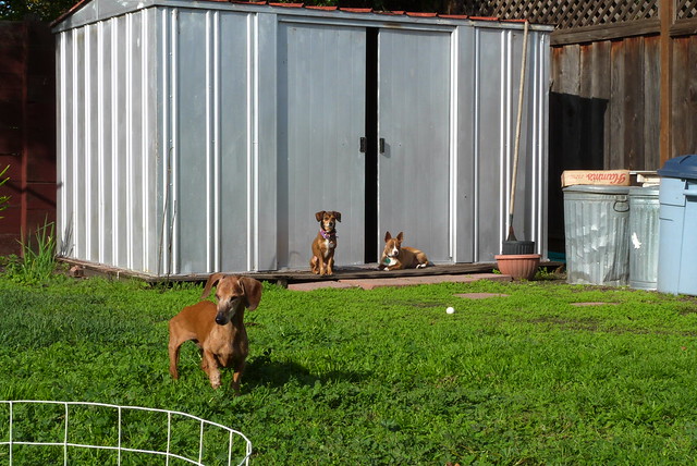 3 dogs in back yard