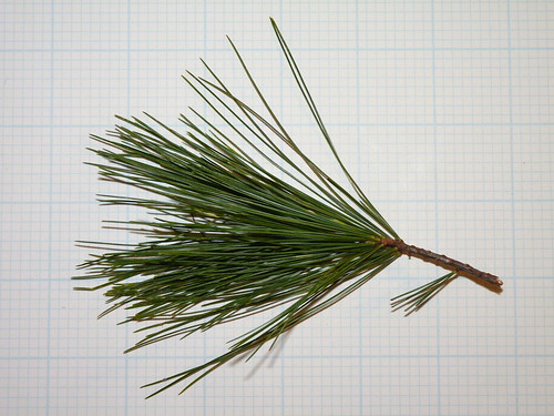 Eastern White Pine | This was lying on the ground under the ...