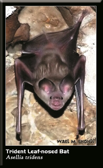 Trident Leaf-nosed Bat, Asellia tridens