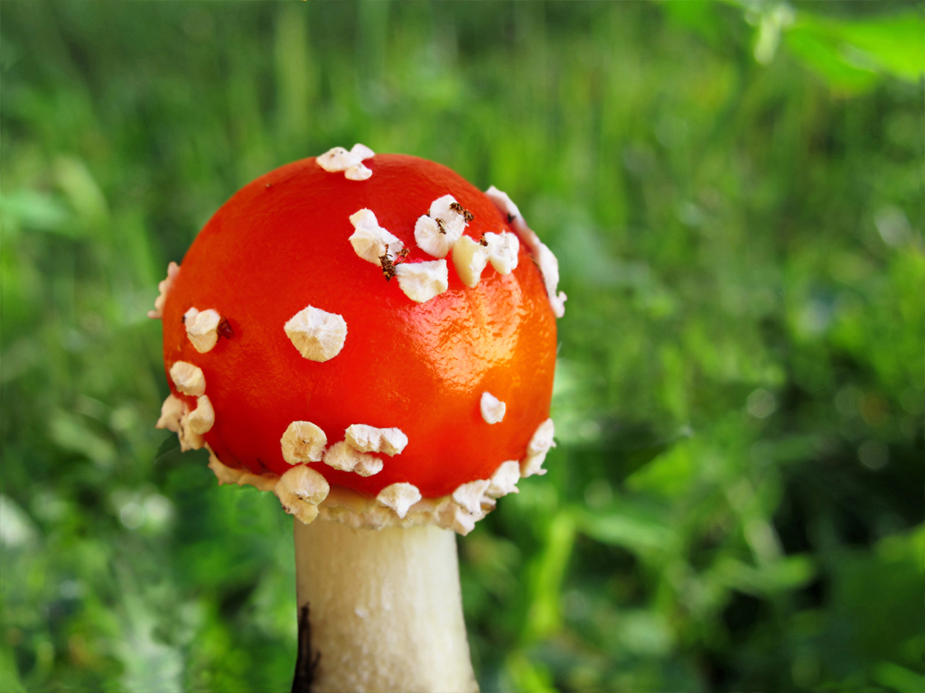 Toadstool as Lucky Charm by Batikart