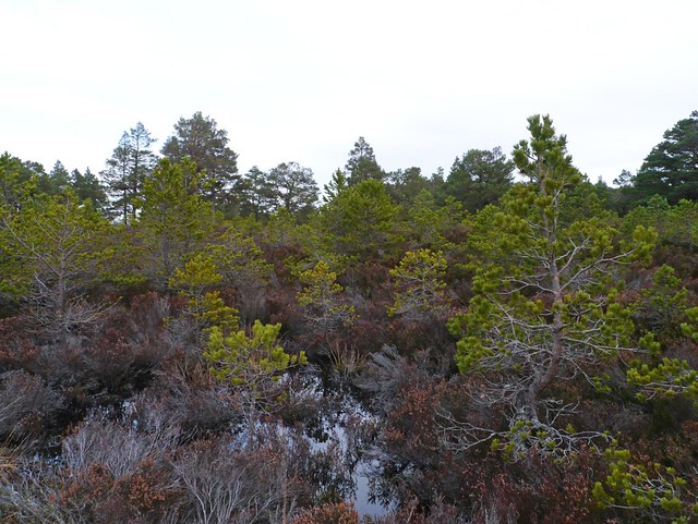 Regenerating Scot's pine forest, Rothiemurcus