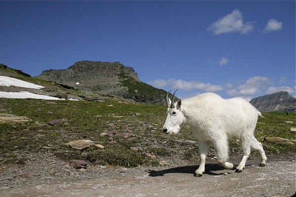 Canon 24-105 @ 24mm  Mountain Goat walking along trail, Montana