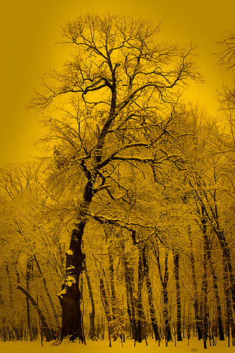trees winter snow canon romania canonef70200mmf28lusm mogosoaia muntenia canoneos50d canon50d ilfov