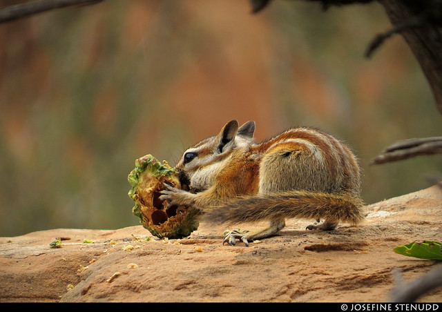 20160822_27k Chipmunk (Neotamias sp.?) gnawing on pine cone | Arches National Park, Utah