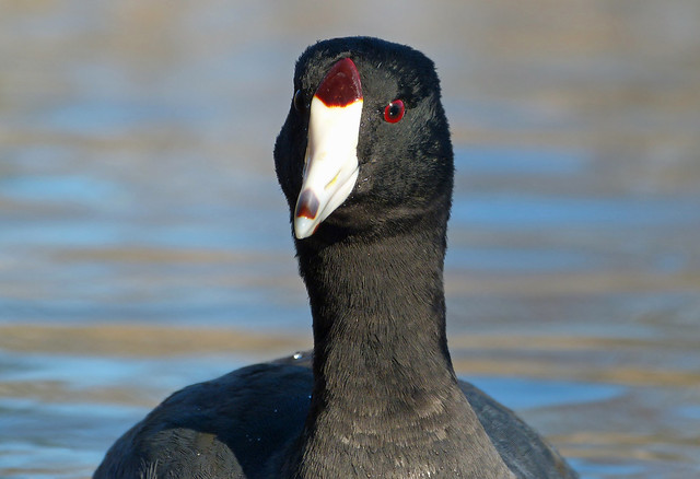 Here's A Coot In Yer Snoot
