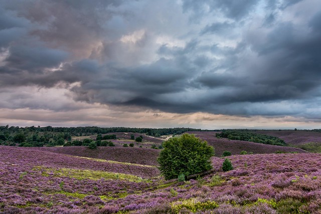 Purple hills and dramatic sky