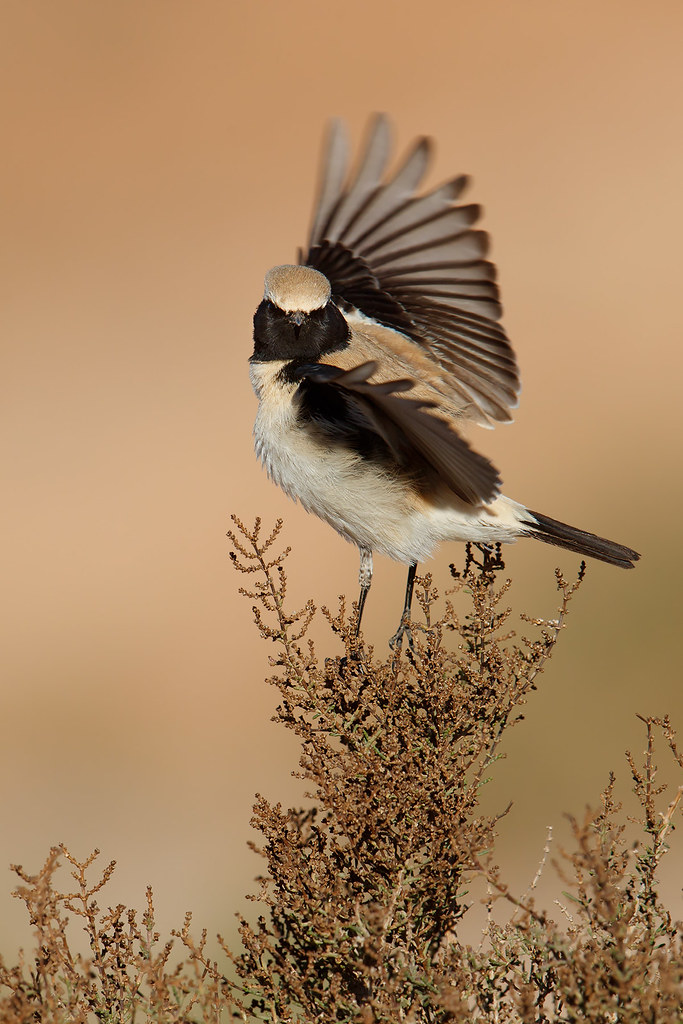 Oenanthe deserti | Desert Wheatear | ökenstenskvätta