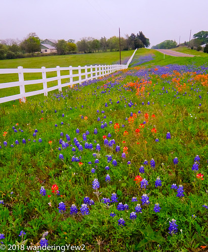 fujixpro2 texas texaswildflowers washingtoncounty bluebonnet flower indianpaintbrush wildflower