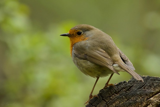 Rougegorge familier ♂ - European robin - Erithacus rubecula