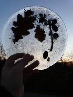 Flickr photo: Holy oak on ice