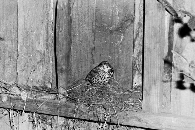 Archiv James02 Nest eines Singdrosselpaares, Frühjahr 1963