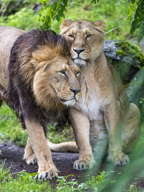 Cuddling lions
