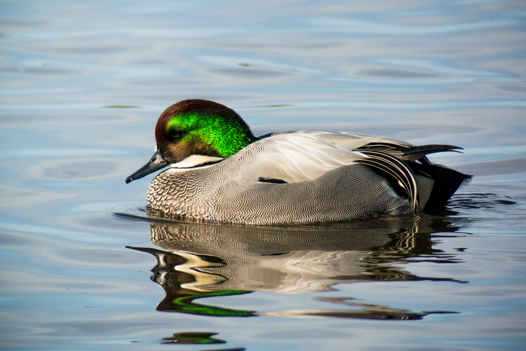 Falcated Duck - Male - 0215