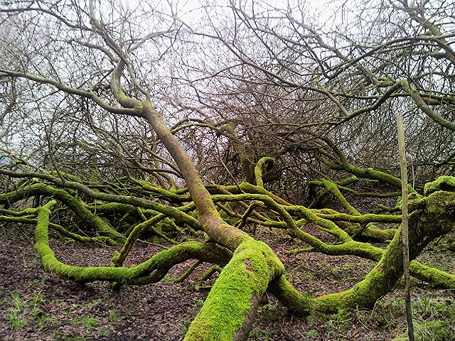 Willow woods.