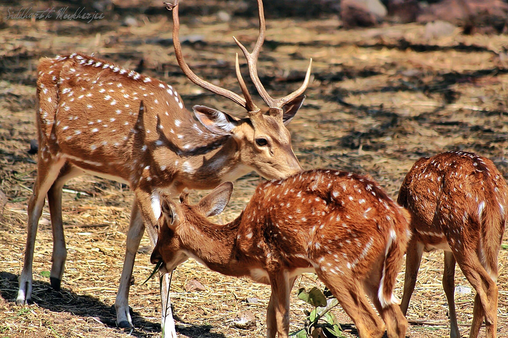 Chital/ Axis Deer/ Spotted Deer | The chital or cheetal (Axi… | Flickr